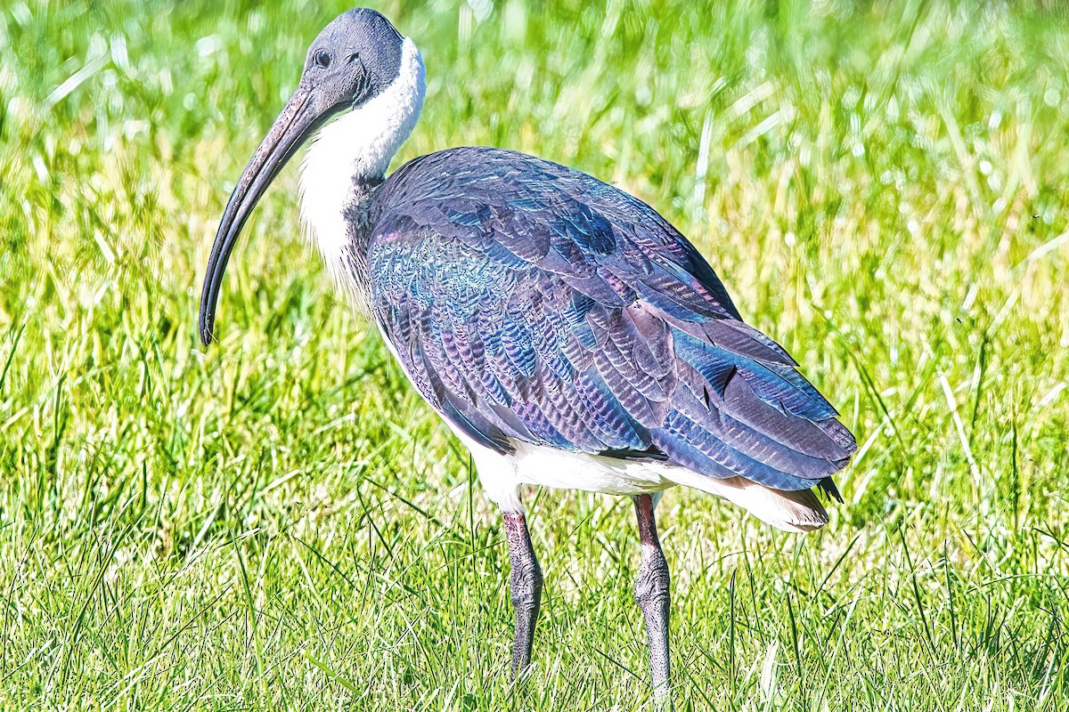 ibis slámokrký - ML620913568