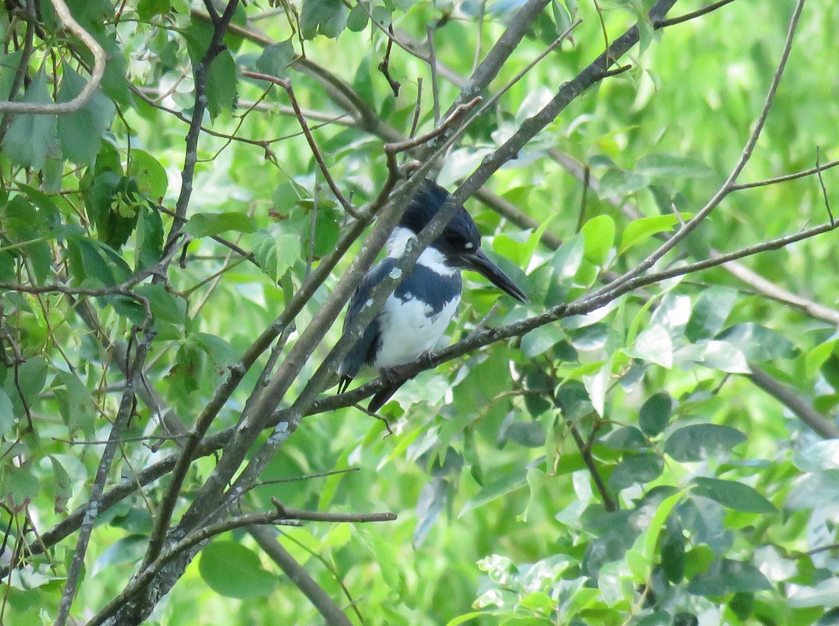 Belted Kingfisher - ML620913575