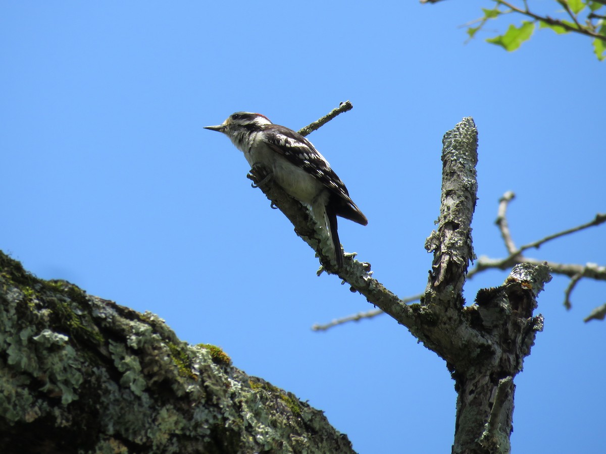 Downy Woodpecker - ML620913577