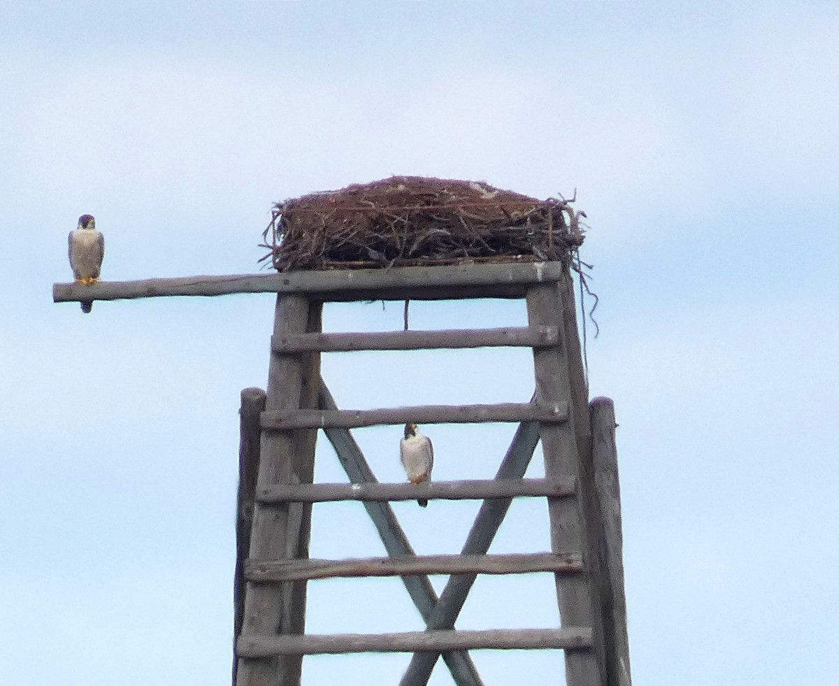 Peregrine Falcon - ML620913586