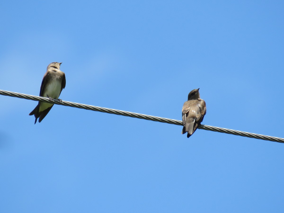 Northern Rough-winged Swallow - ML620913648