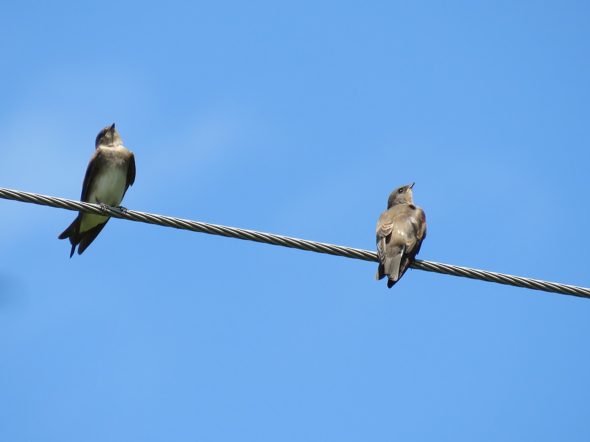 Northern Rough-winged Swallow - ML620913649