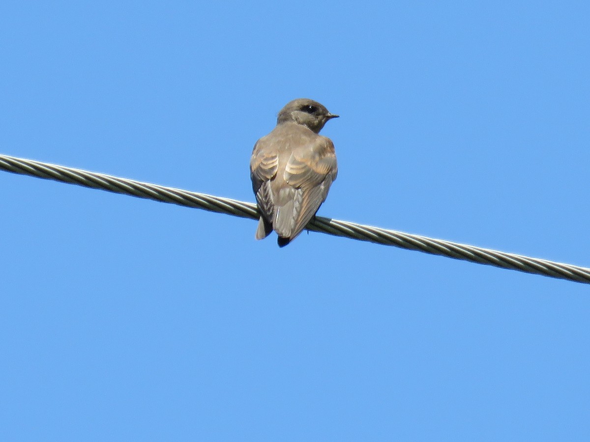 Northern Rough-winged Swallow - ML620913651