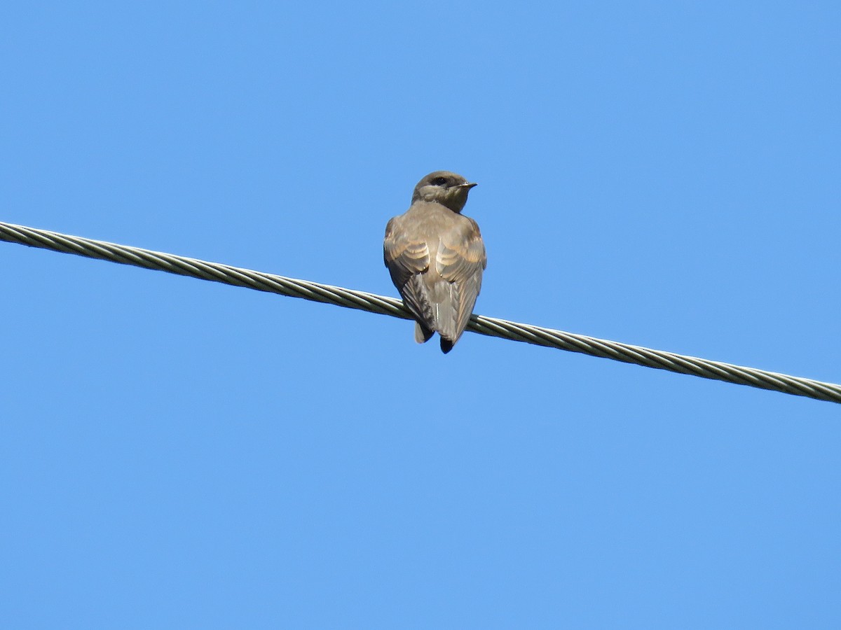 Northern Rough-winged Swallow - ML620913652