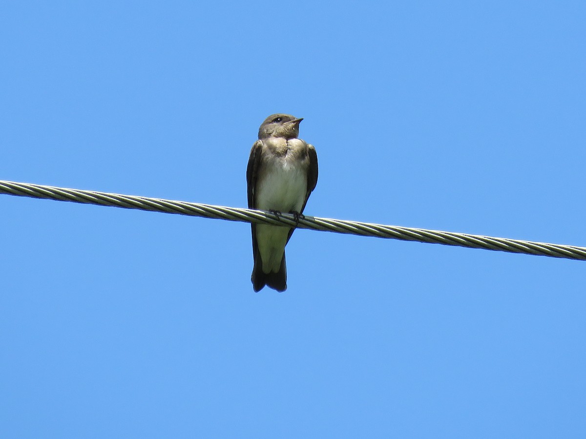 Northern Rough-winged Swallow - ML620913666