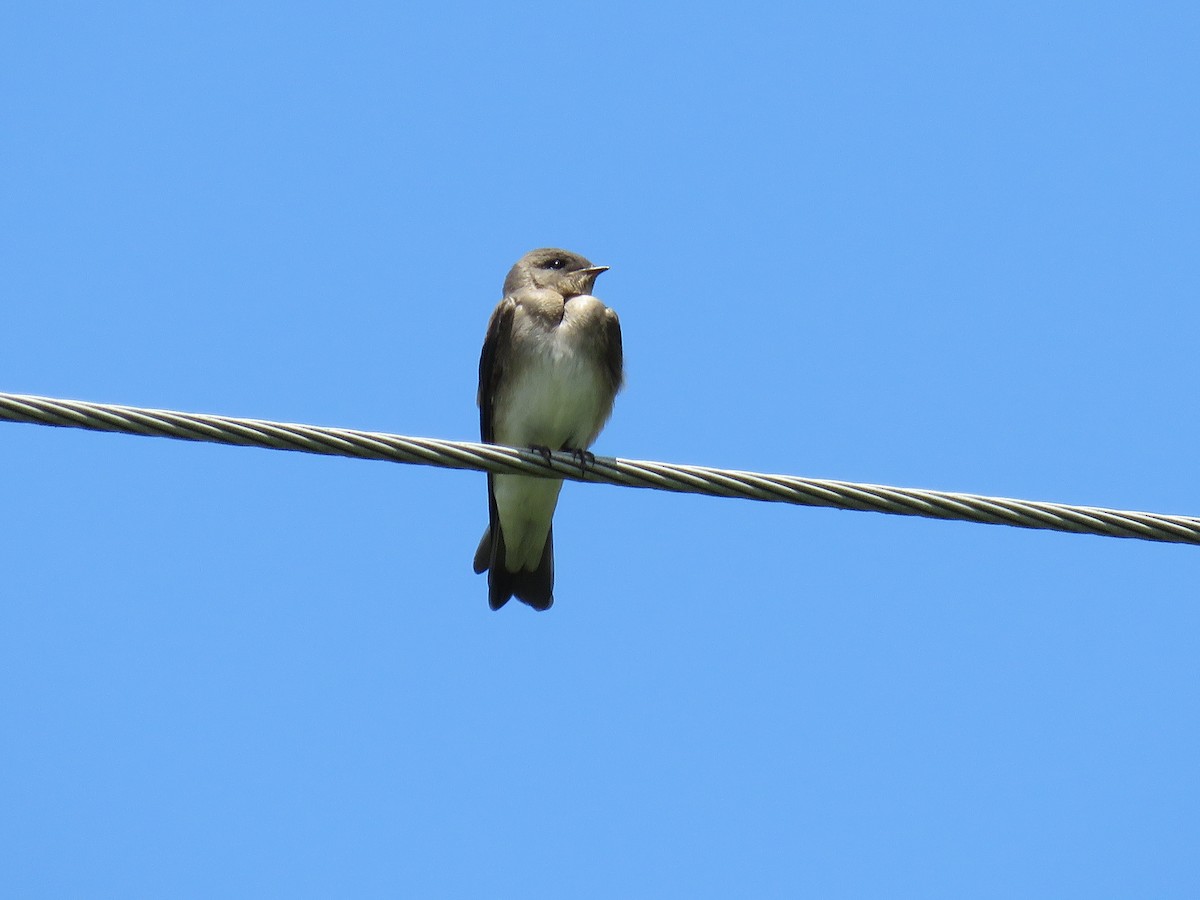 Northern Rough-winged Swallow - ML620913667