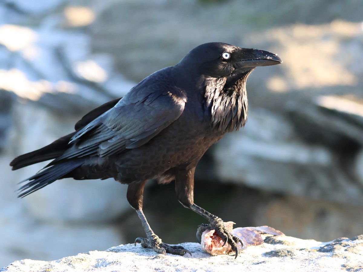 Australian Raven - ML620913668