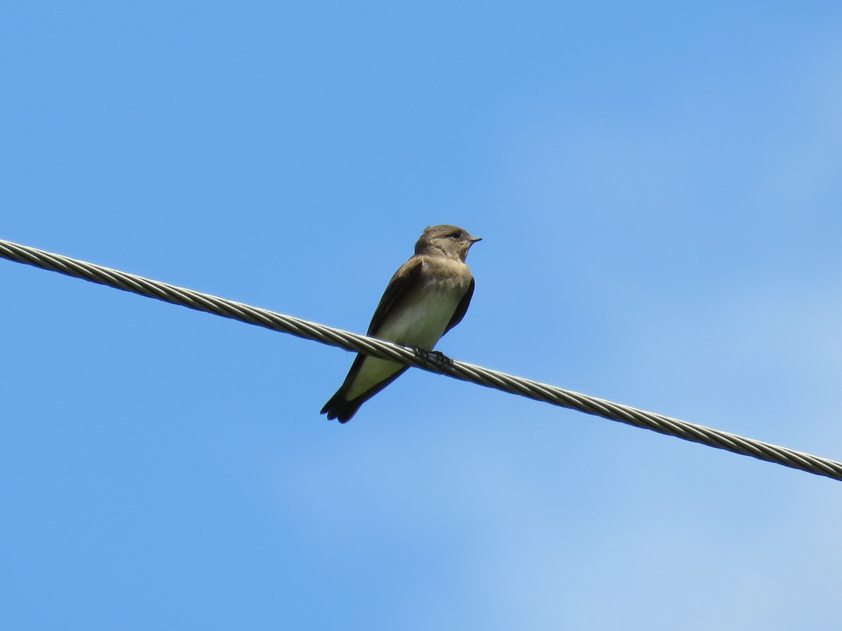 Northern Rough-winged Swallow - ML620913673