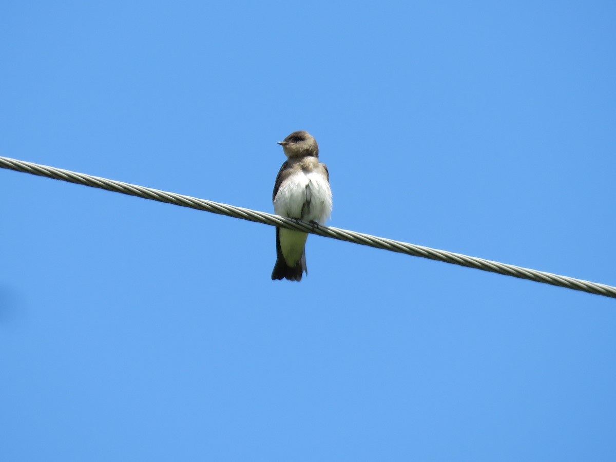 Northern Rough-winged Swallow - ML620913679