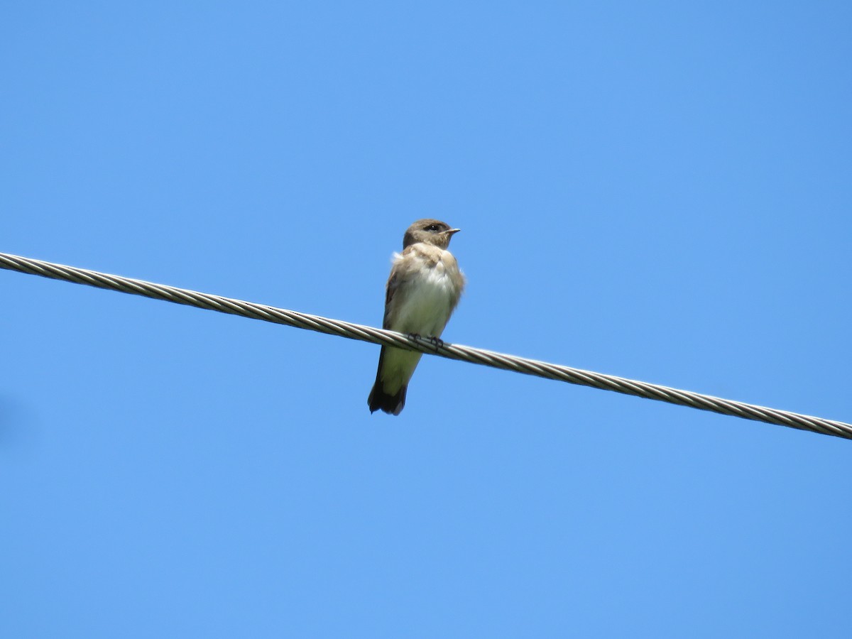 Northern Rough-winged Swallow - ML620913680