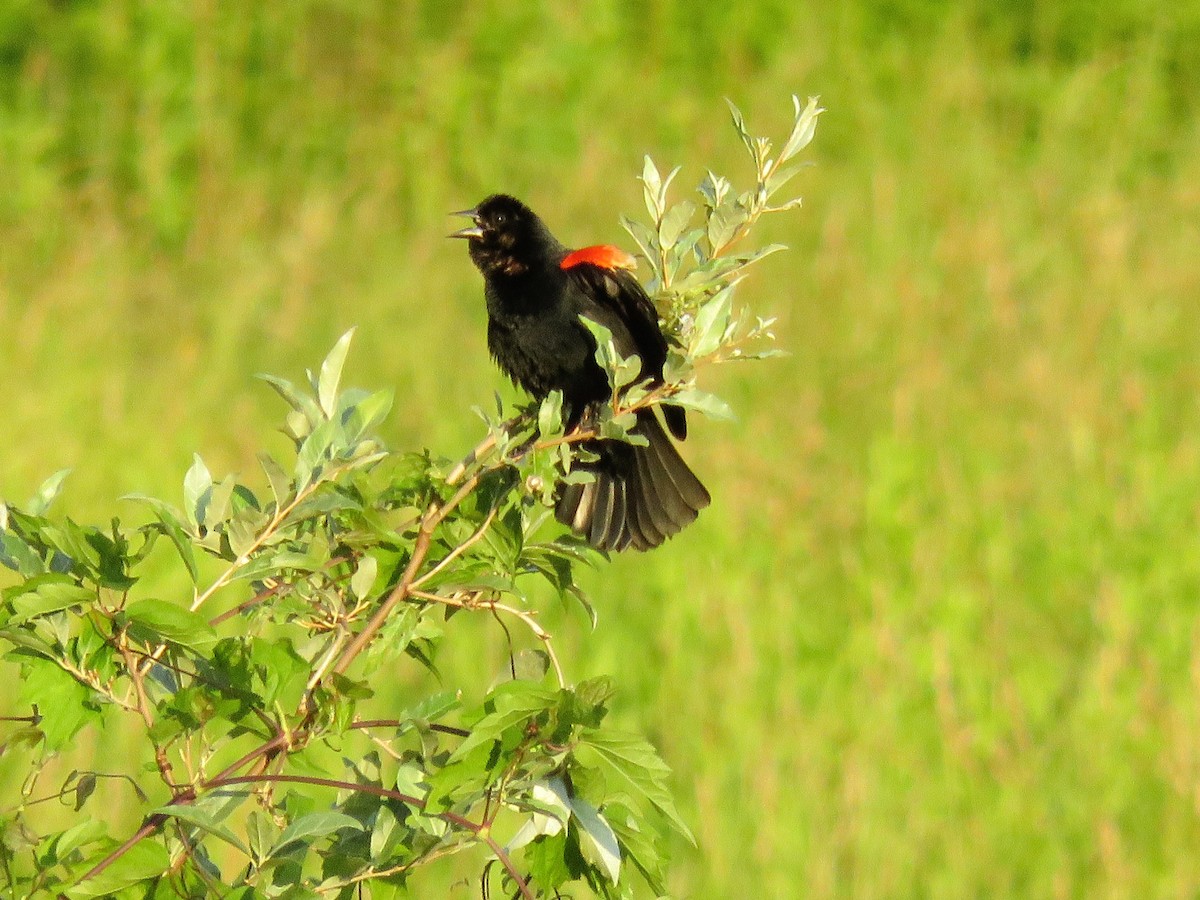 Red-winged Blackbird - ML620913689