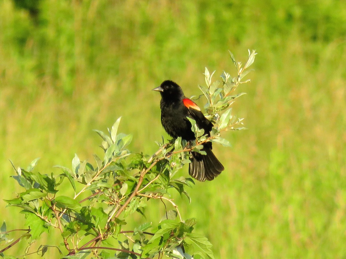Red-winged Blackbird - ML620913690