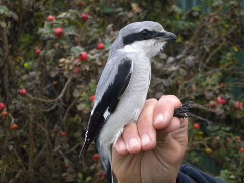 Great Gray Shrike - ML620913693