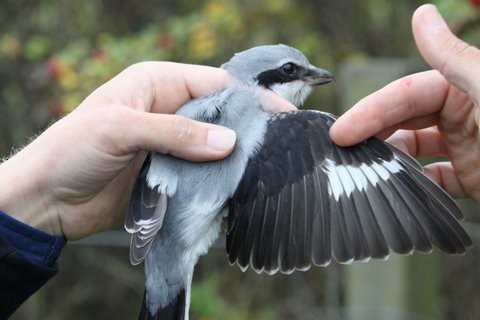 Great Gray Shrike - ML620913694