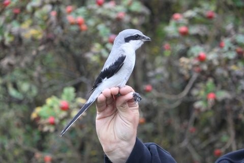 Great Gray Shrike - ML620913695