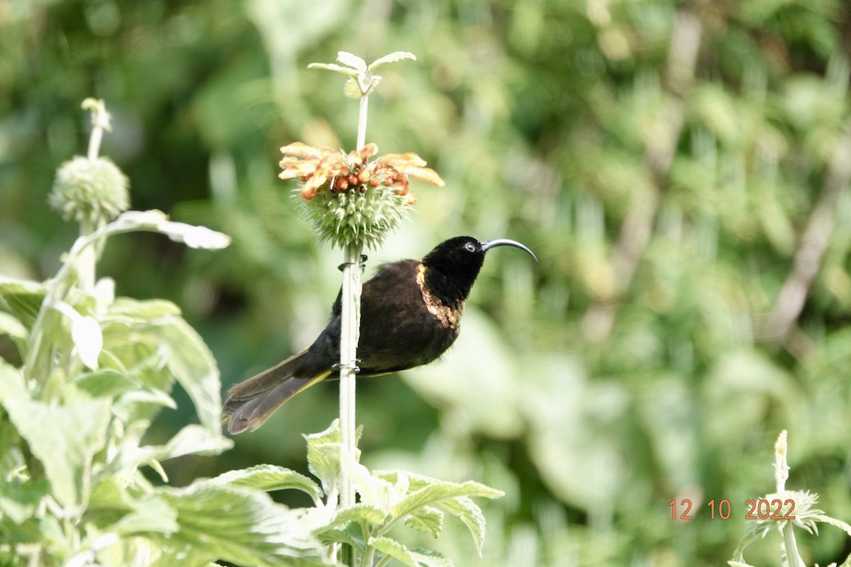 Golden-winged Sunbird - ML620913701