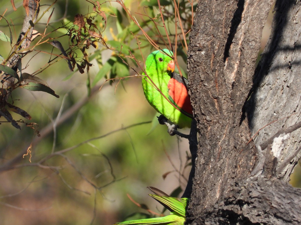 Red-winged Parrot - Cherri and Peter Gordon