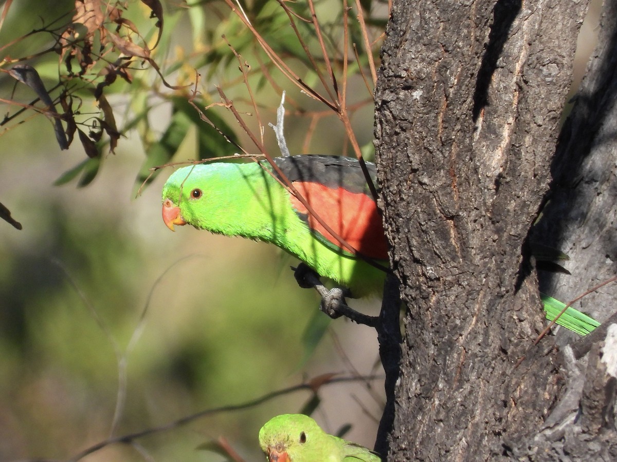 Red-winged Parrot - ML620913742