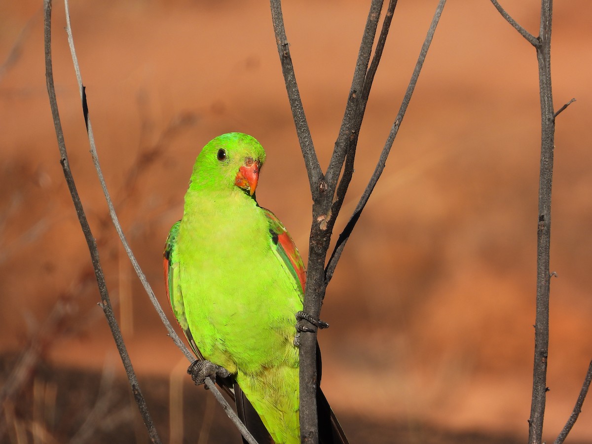 Папужець-червонокрил австралійський - ML620913744