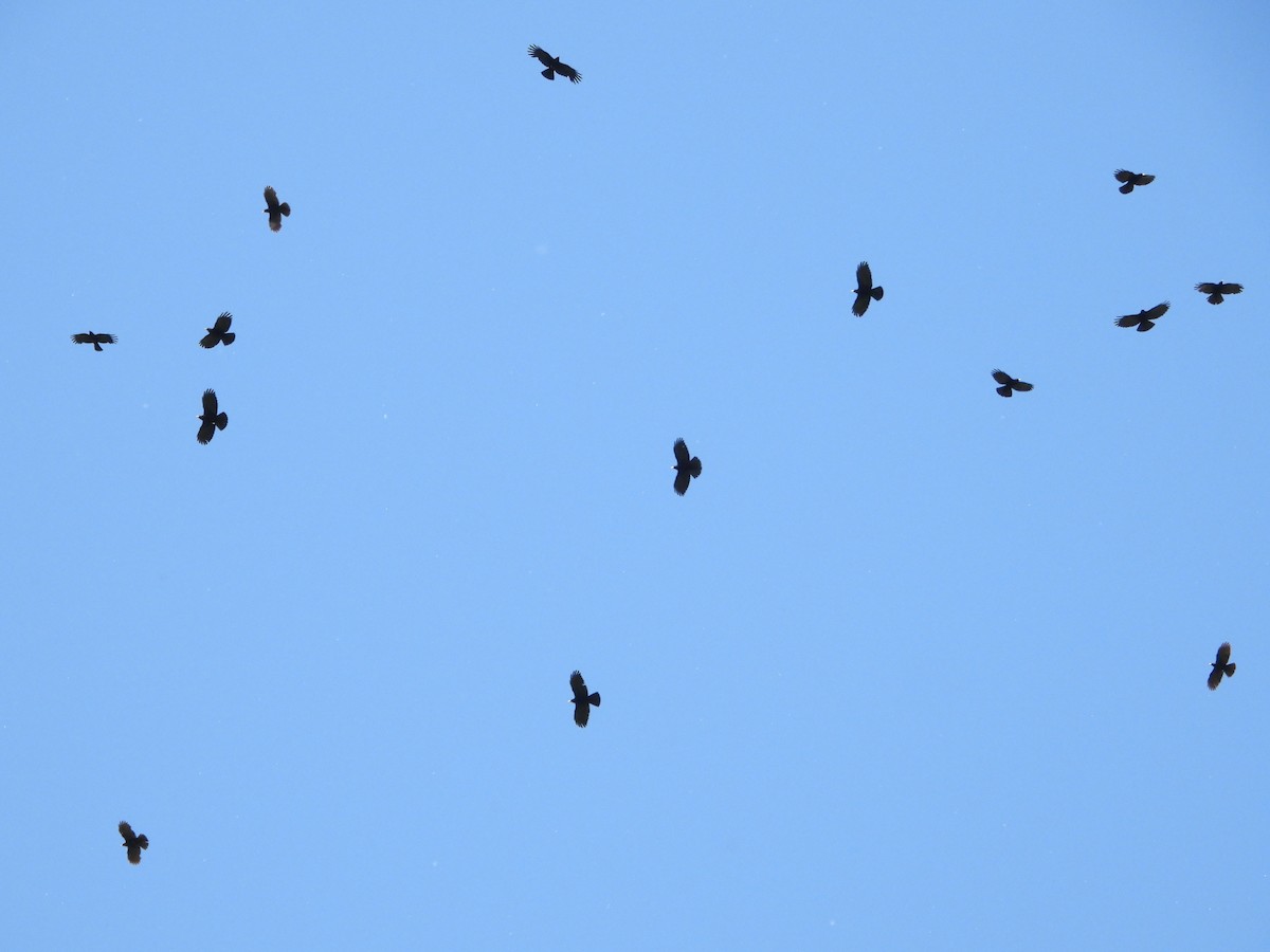 Yellow-billed Chough - Martin Rheinheimer