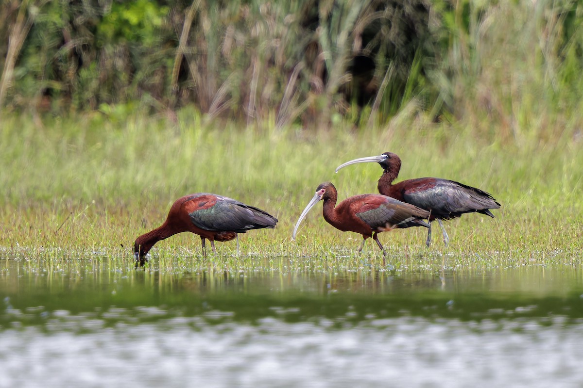 ibis americký - ML620913759