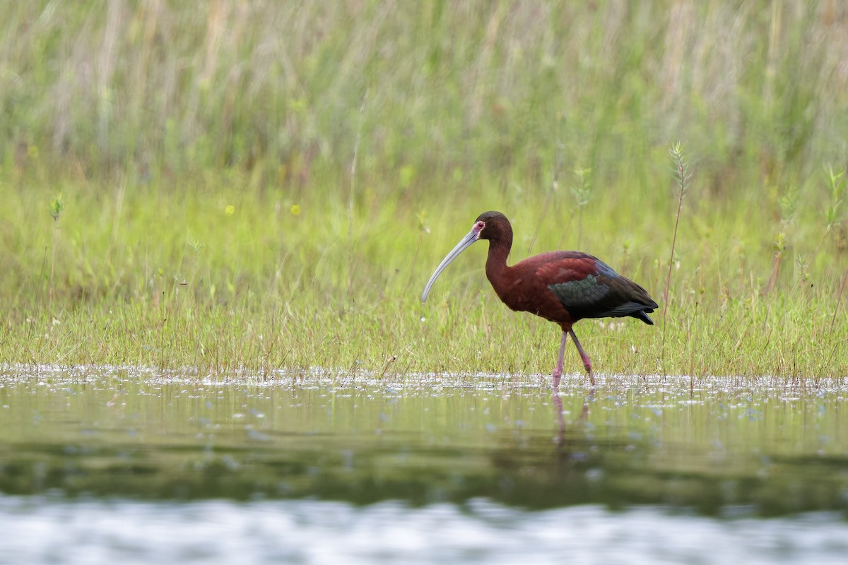 White-faced Ibis - ML620913760