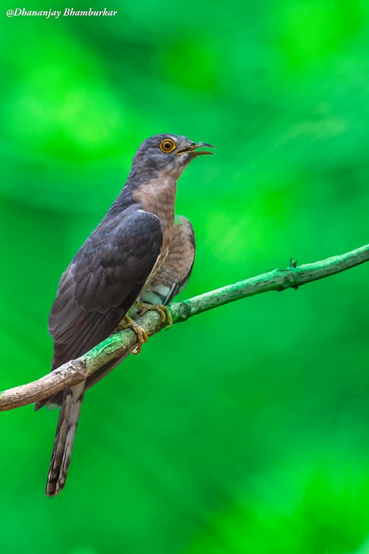 Common Hawk-Cuckoo - ML620913771