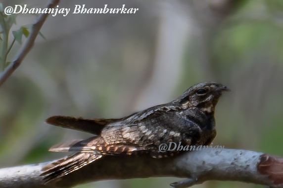 Jungle Nightjar - ML620913780