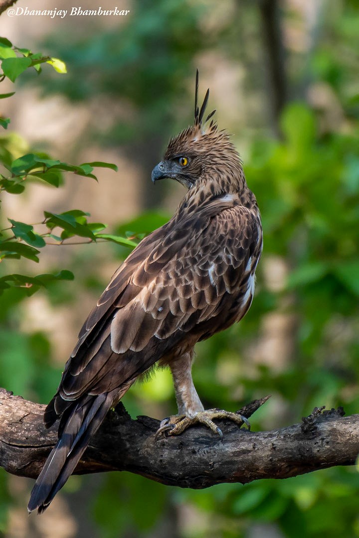 Changeable Hawk-Eagle - ML620913783