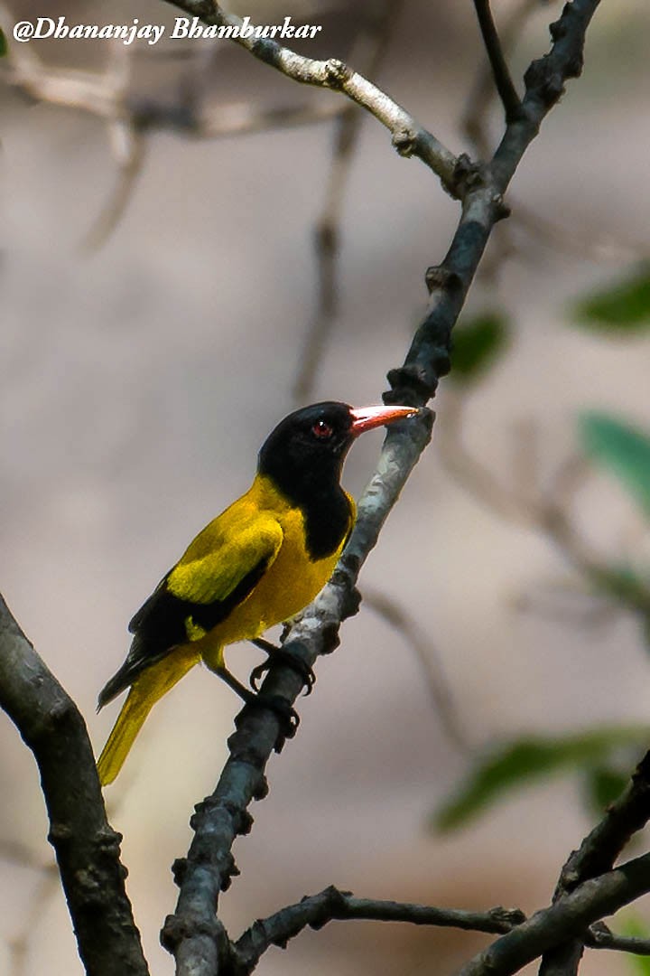 Indian Golden Oriole - ML620913792