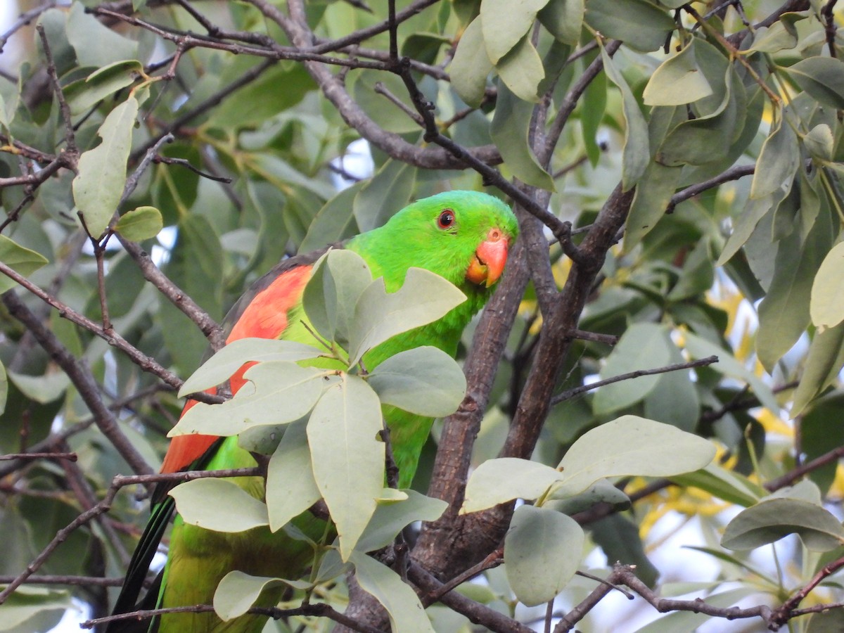 Папужець-червонокрил австралійський - ML620913810