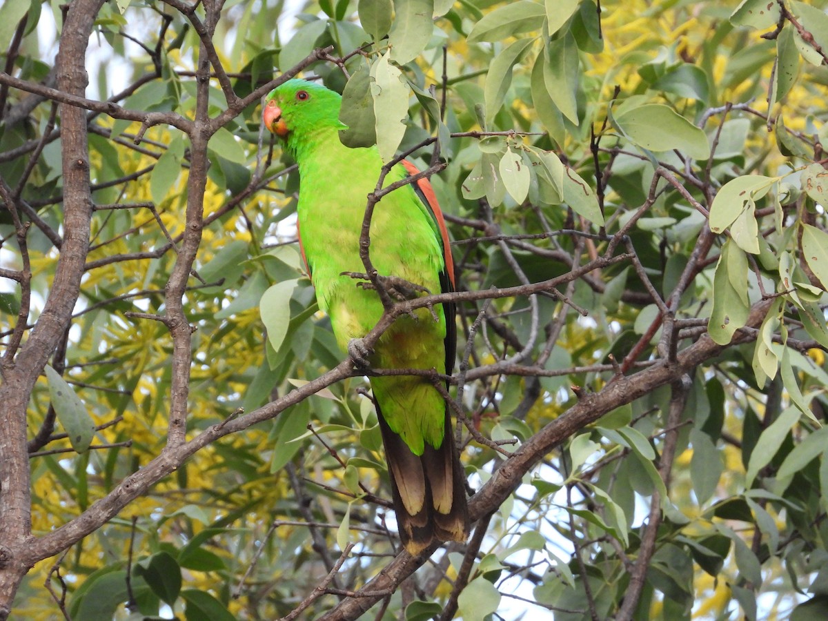 Red-winged Parrot - ML620913813