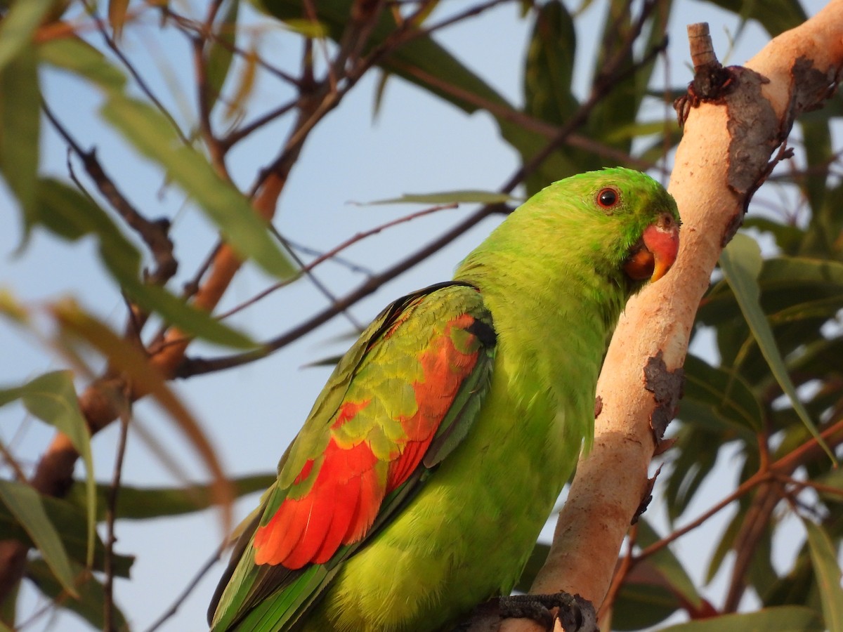 Red-winged Parrot - Cherri and Peter Gordon