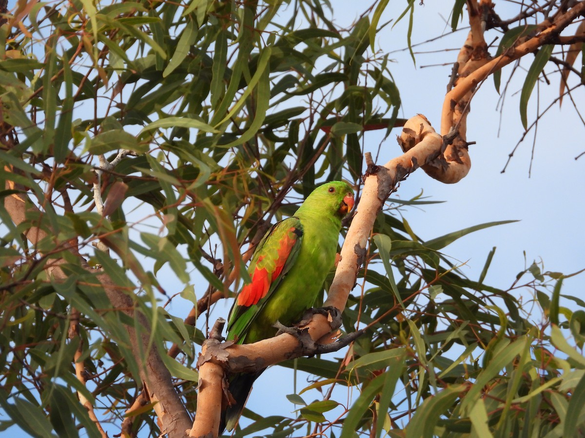 Папужець-червонокрил австралійський - ML620913815