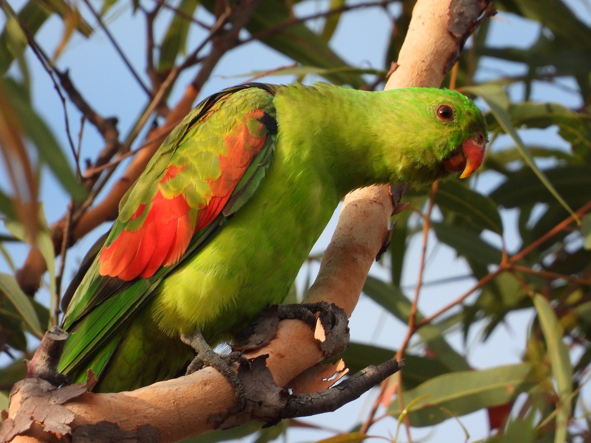Red-winged Parrot - ML620913816