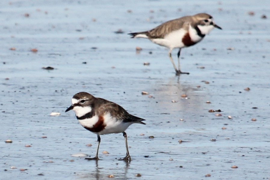 Double-banded Plover - ML620913821