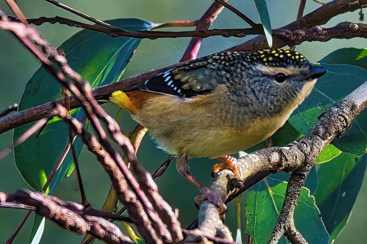 Spotted Pardalote (Spotted) - ML620913826