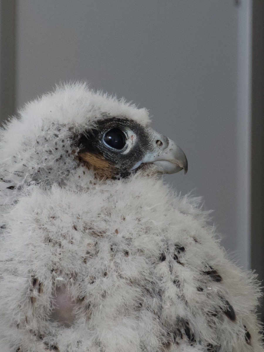Peregrine Falcon (Eurasian) - Emil Jantke