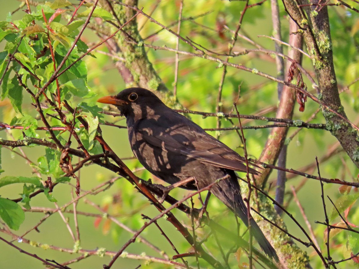 Eurasian Blackbird - ML620913860