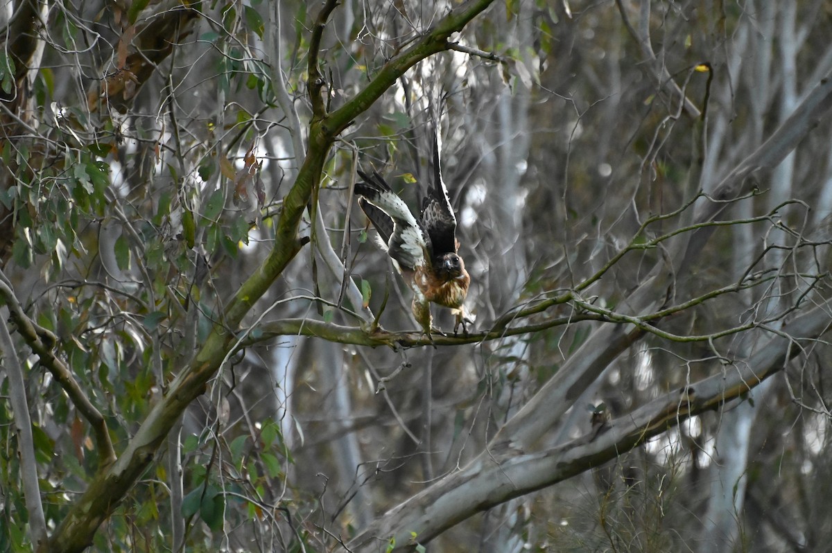 Австралийский орёл-карлик - ML620913882