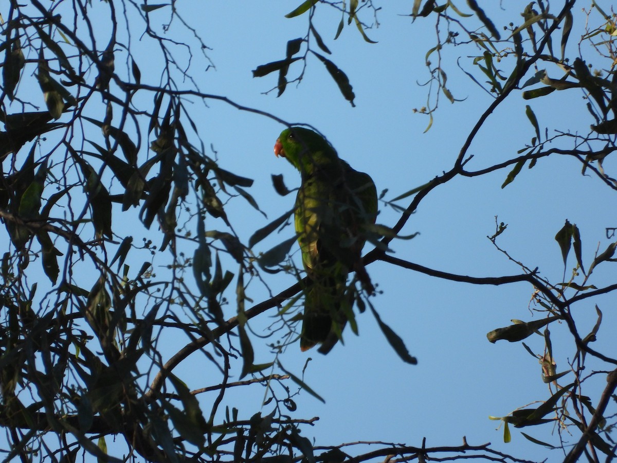 Red-winged Parrot - ML620913923