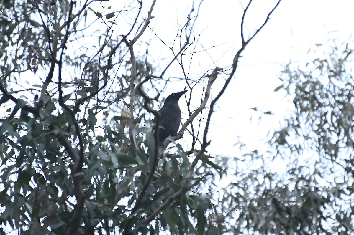 Pied Currawong - ML620913937