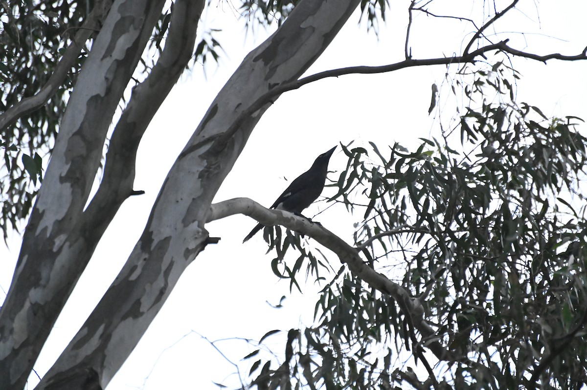 Pied Currawong - ML620913938