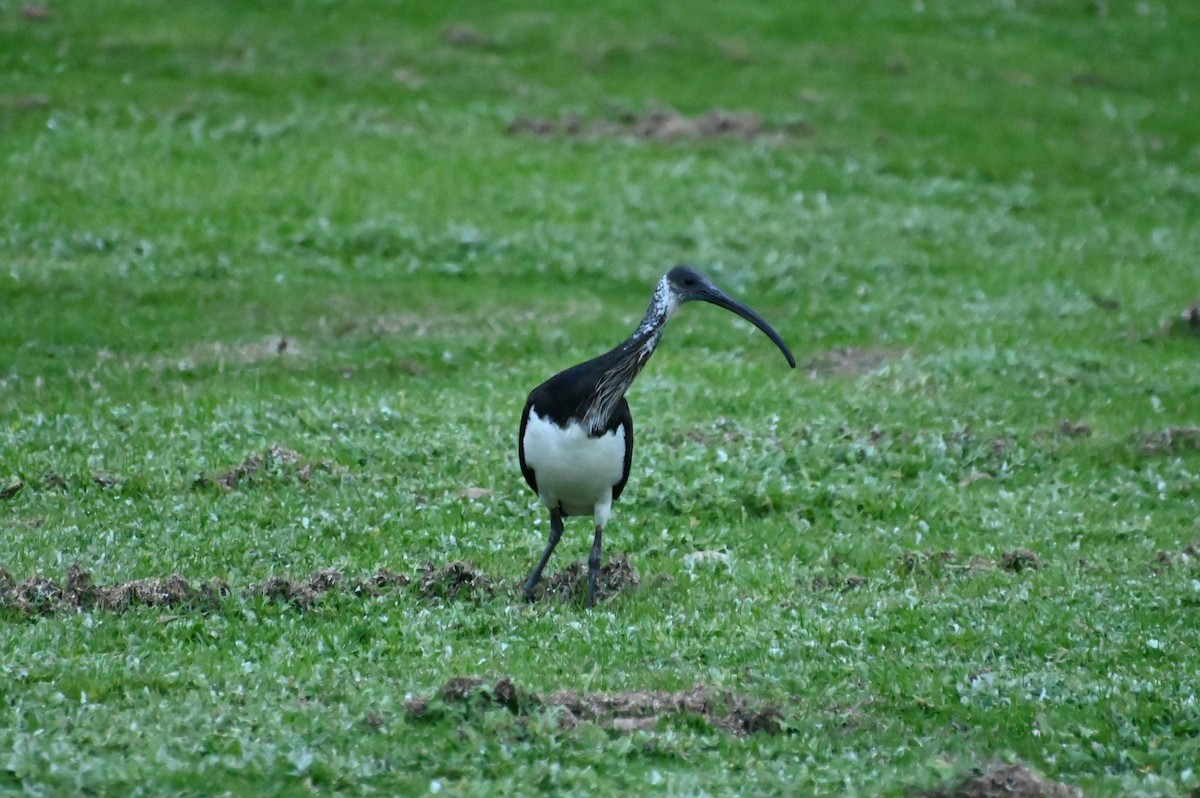 ibis slámokrký - ML620913944