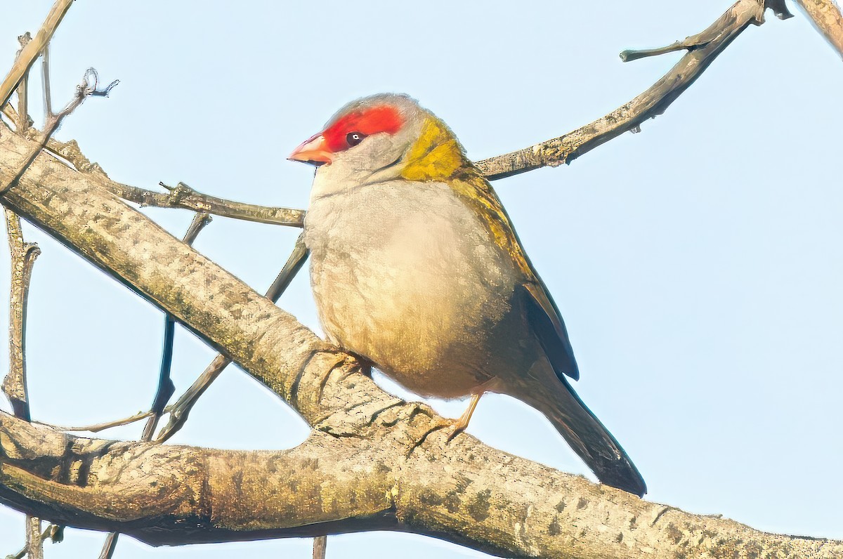 Red-browed Firetail - ML620913978