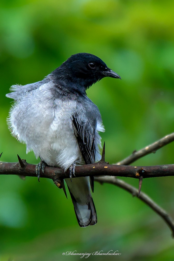 Black-headed Cuckooshrike - ML620913998