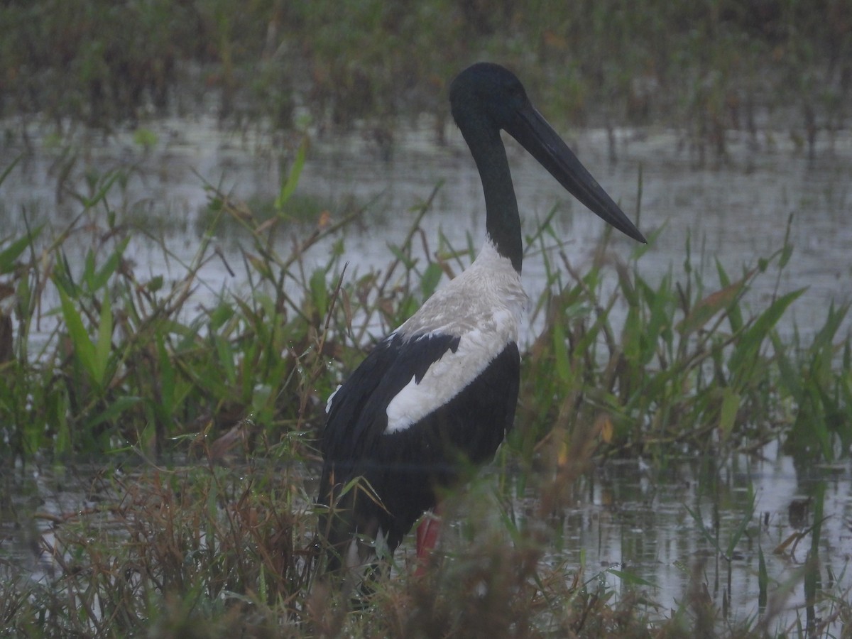Black-necked Stork - ML620914002