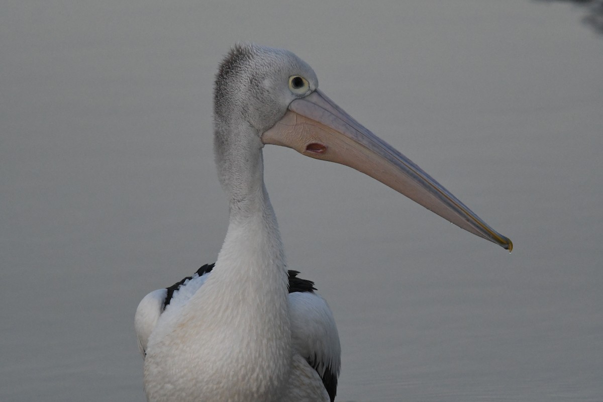 pelikán australský - ML620914003