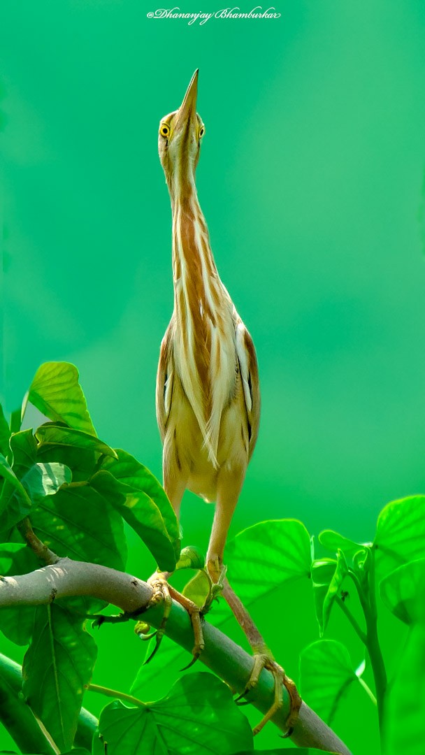 bukáček žlutonohý - ML620914028