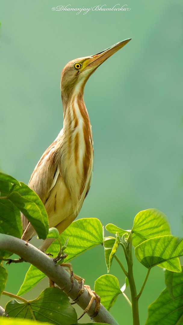 bukáček žlutonohý - ML620914029